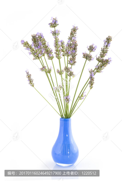 薰衣草