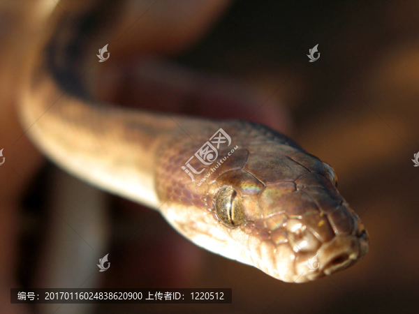 Python,-卡卡杜國(guó)家公園；澳大利亞