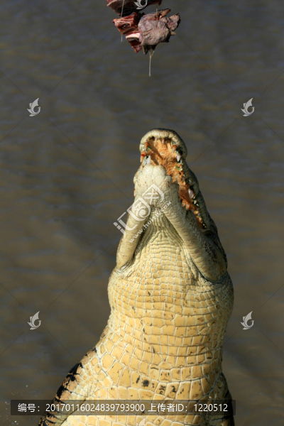 跳crocodille,-卡卡杜國家公園；澳大利亞