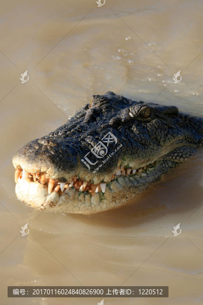 crocodille,-卡卡杜國家公園；澳大利亞