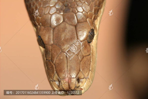 Python,-卡卡杜國(guó)家公園；澳大利亞