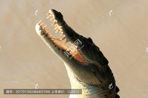 鱷魚-卡卡杜國家公園；澳大利亞