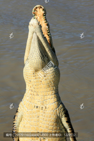 跳crocodille,-卡卡杜國家公園；澳大利亞
