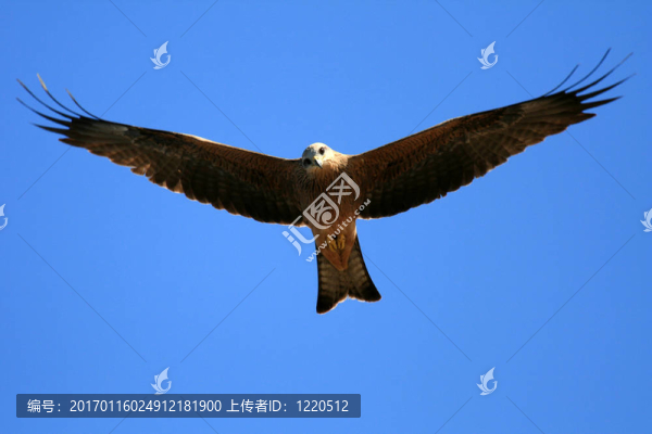哨口風箏-卡卡杜國家公園；澳大利亞