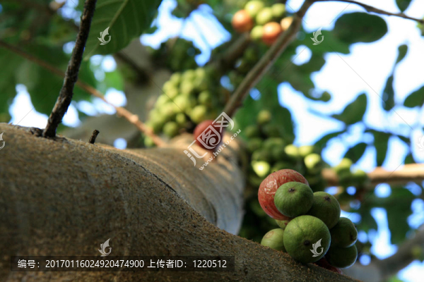 榕樹(shù)-卡卡杜國(guó)家公園；澳大利亞