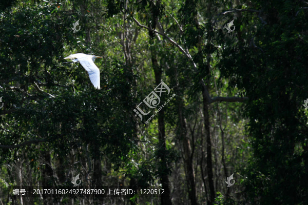 鳥飛卡卡杜國(guó)家公園；澳大利亞