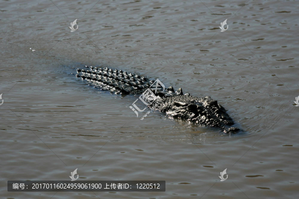 crocodille,-卡卡杜國(guó)家公園；澳大利亞