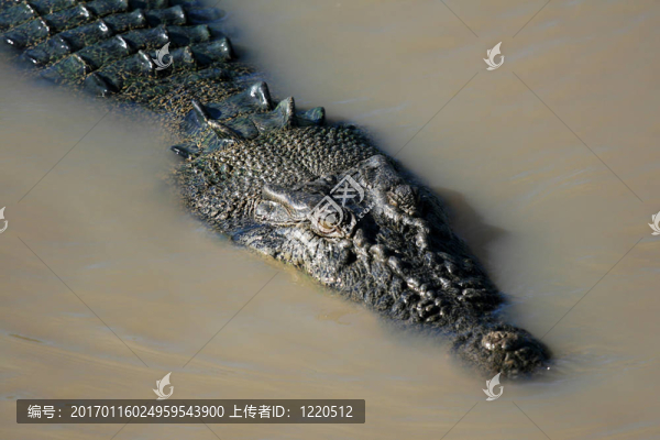 crocodille,-卡卡杜國家公園；澳大利亞