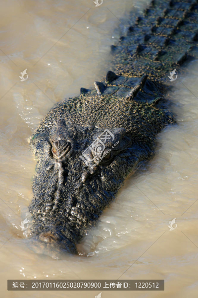 crocodille,-卡卡杜國(guó)家公園；澳大利亞