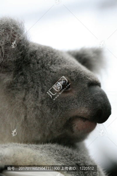 Koala；澳大利亞