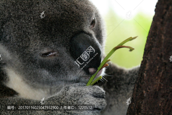 Koala；澳大利亞