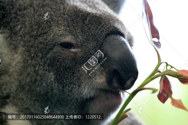 Koala；澳大利亞