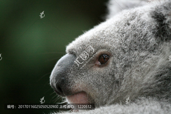 Koala；澳大利亞