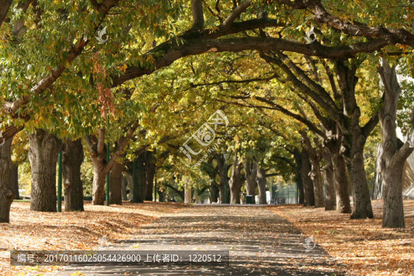 走道；卡爾頓花園；墨爾本；澳大利亞
