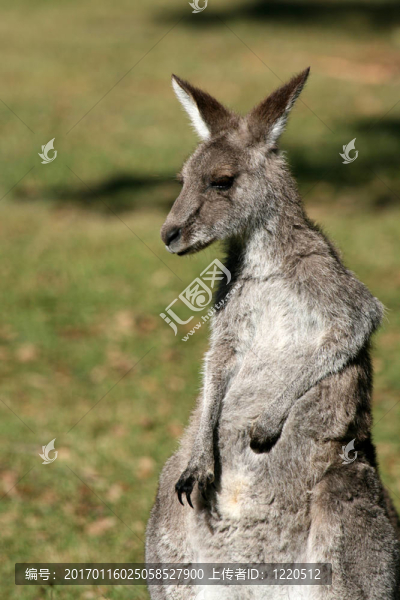 Grey,Kangaroo；澳大利亞