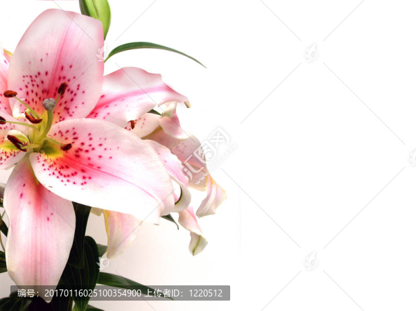 Lily,Floral的邀請