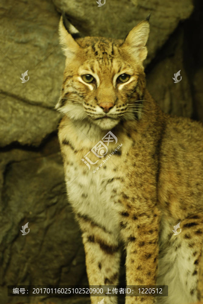 天貓-匯圖網(wǎng) www.fosd68.com 天貓