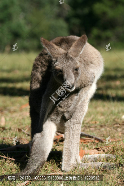 Grey,Kangaroo；澳大利亞