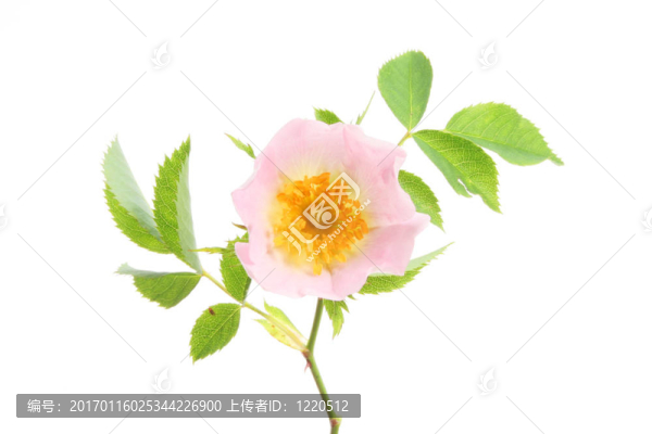 狗薔薇