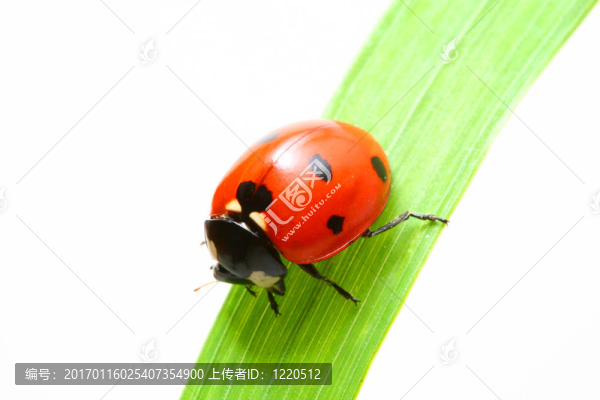 紅瓢蟲(chóng)
