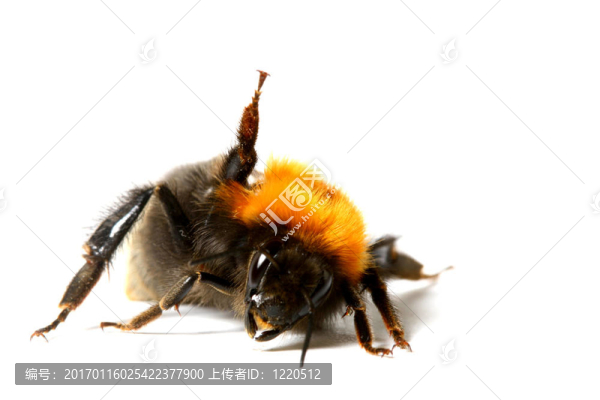 跳舞的蜜蜂