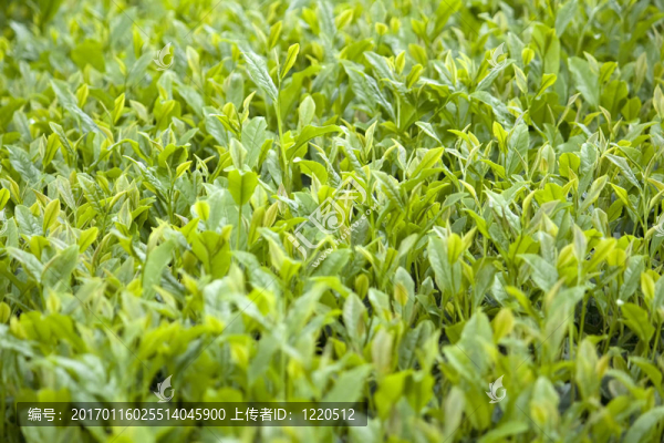 綠茶