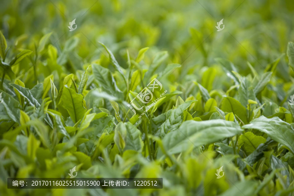 綠茶