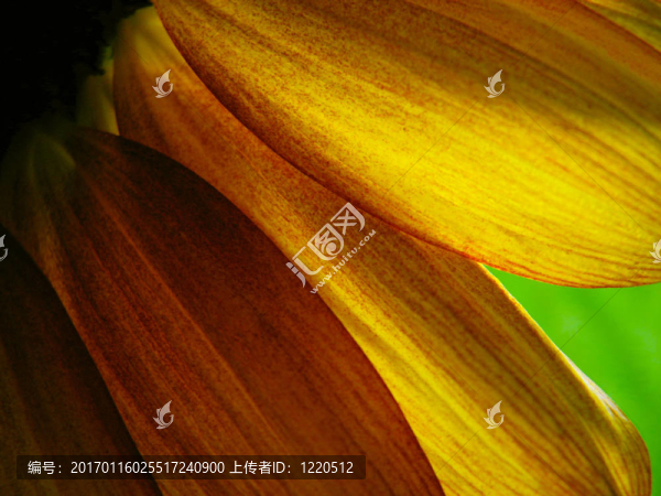 向日葵的花瓣