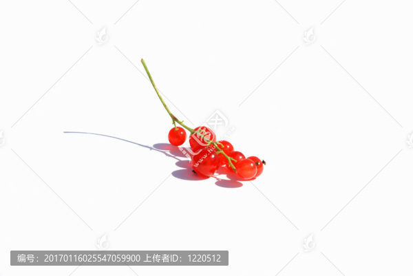 紅醋栗