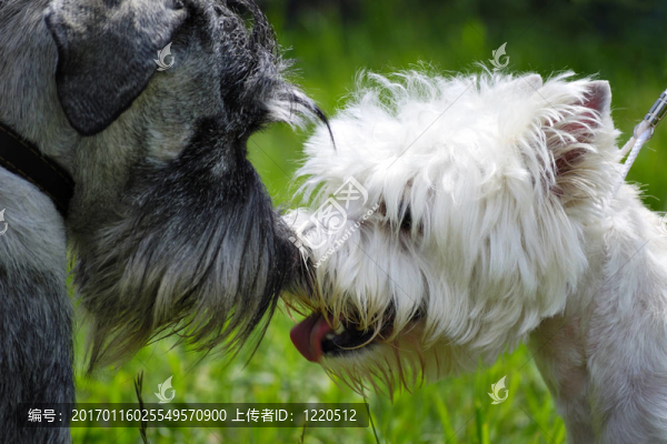 黑白狗