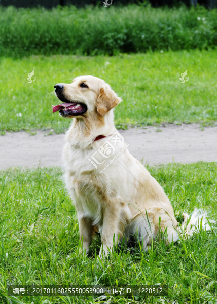 金毛獵犬-匯圖網(wǎng) www.fosd68.com 金毛獵犬