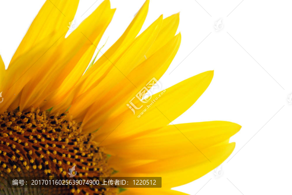 向日葵特寫(xiě)