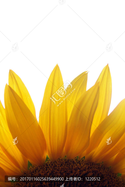 向日葵特寫-匯圖網(wǎng) www.fosd68.com 向日葵特寫