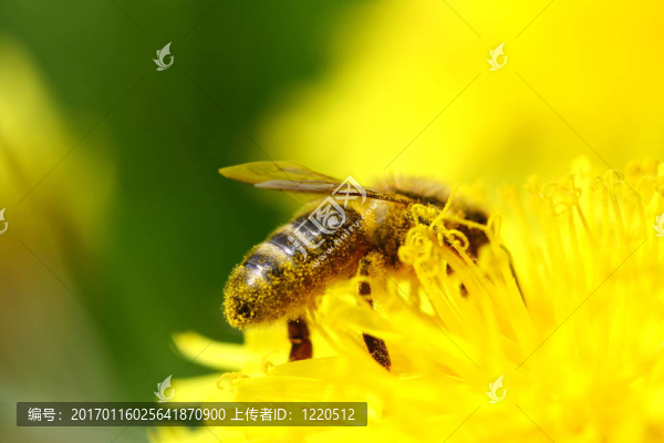 蜜蜂