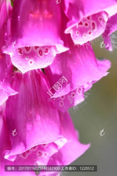 夏花