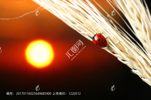 日出的瓢蟲
