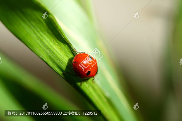 瓢蟲在草