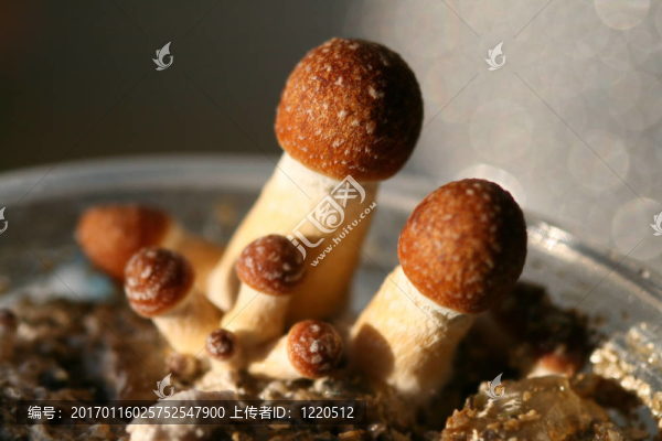 蘑菇
