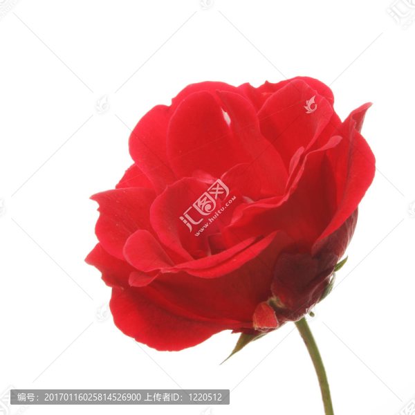 單一的紅玫瑰
