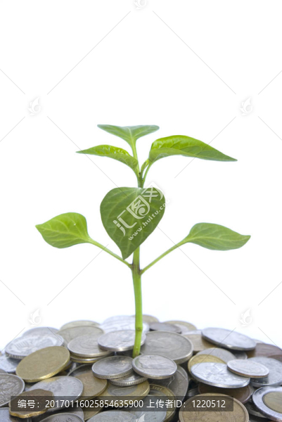 植物在硬幣