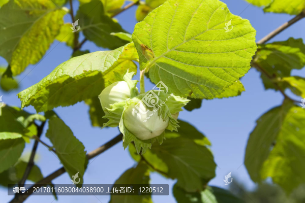 棕色的堅(jiān)果