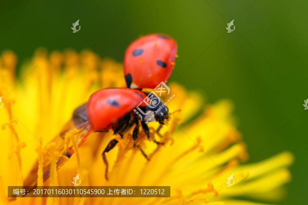 瓢蟲對蒲公英