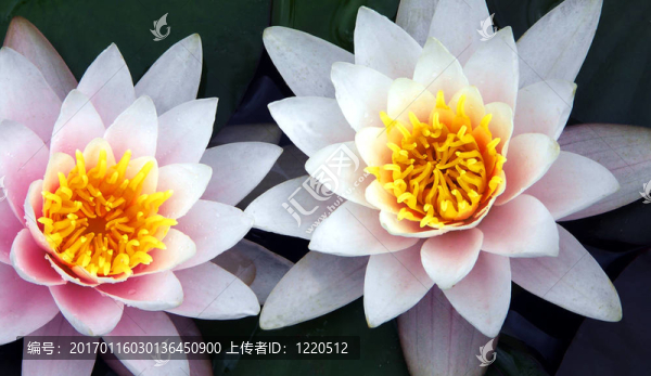 兩朵白睡蓮