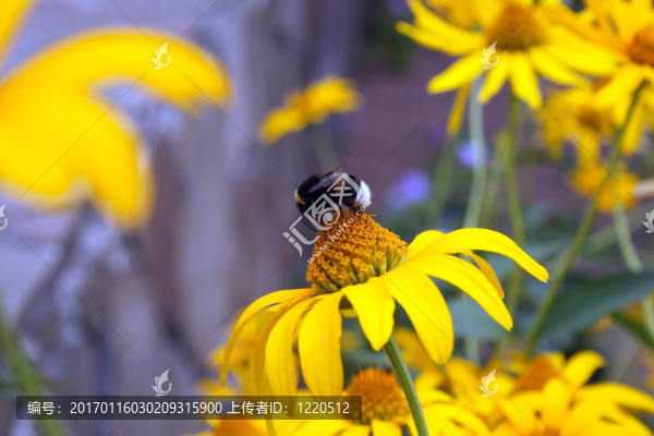 黃色花的大黃蜂