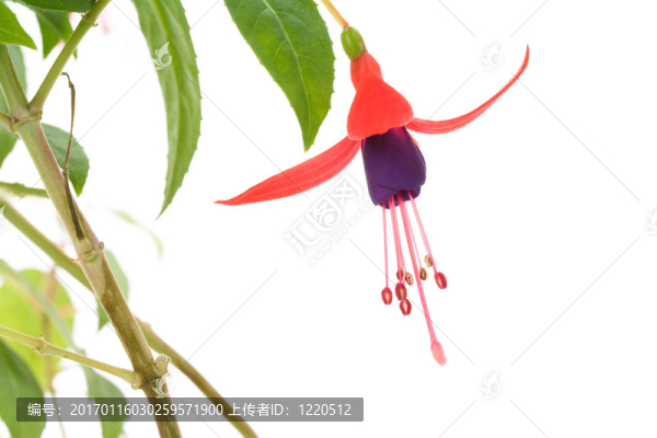 紫紅色的花