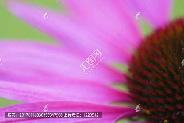 紫錐花的特寫