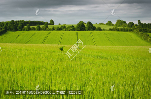 小麥