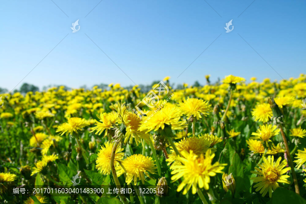 蒲公英的領(lǐng)域