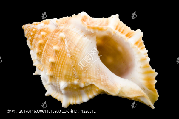 海螺