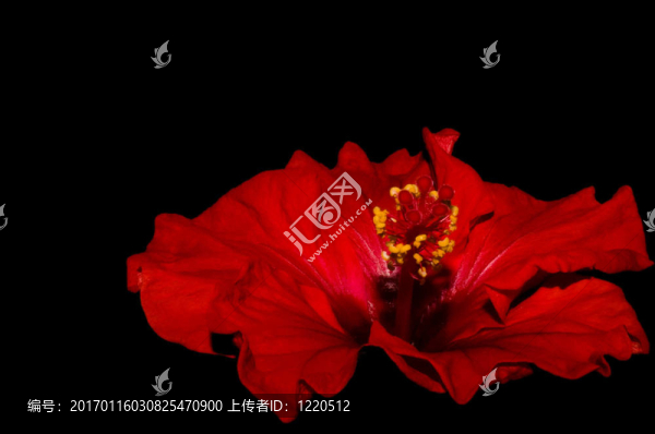 扶桑